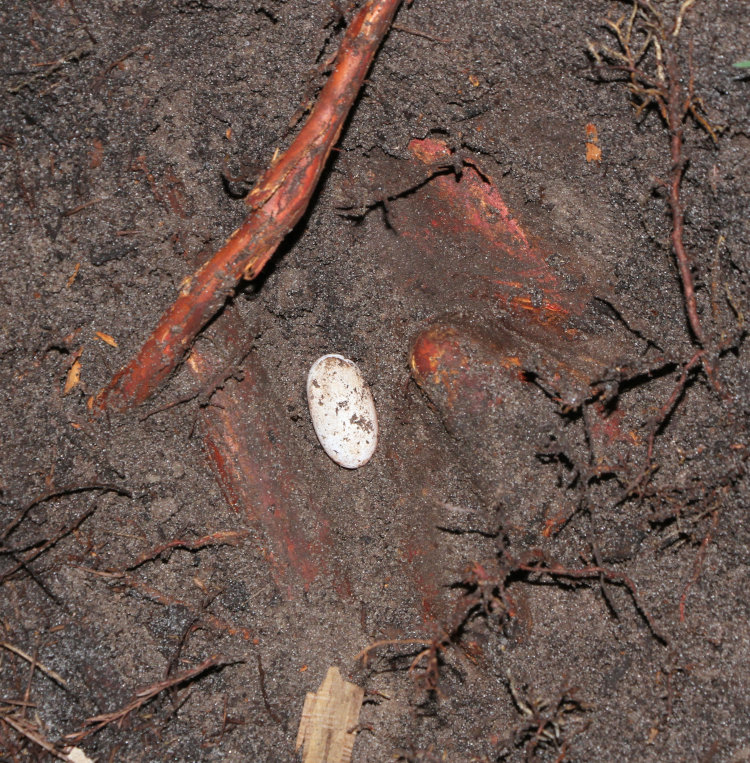 excavated reptile egg among unearthed bald cypress roots