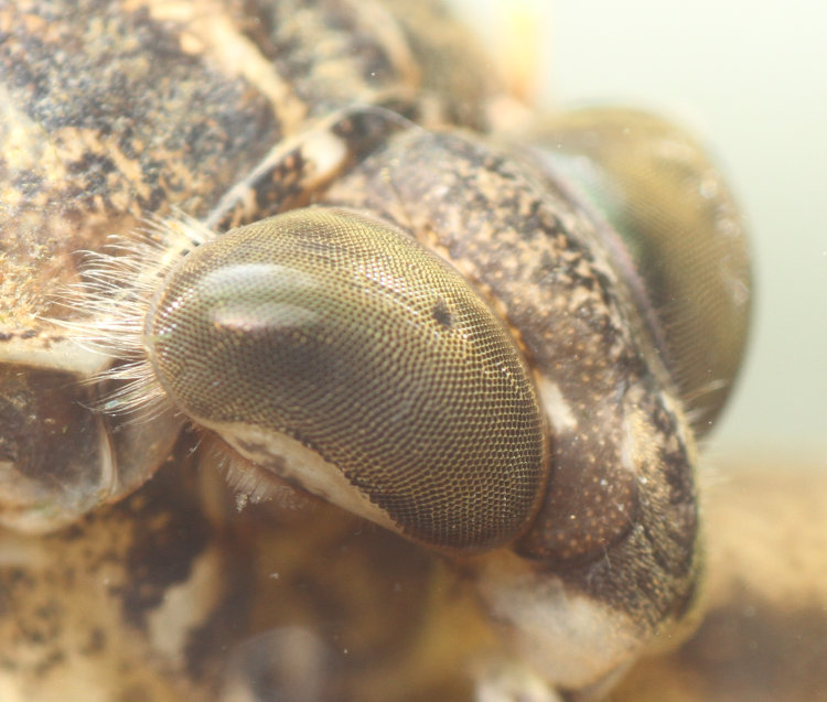 closeup of eyes of giant water bug Lethocerus americanus showing smooth nature of ommatidia
