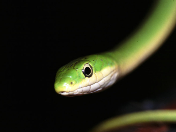 smooth green snake Opheodrys vernalis portrait
