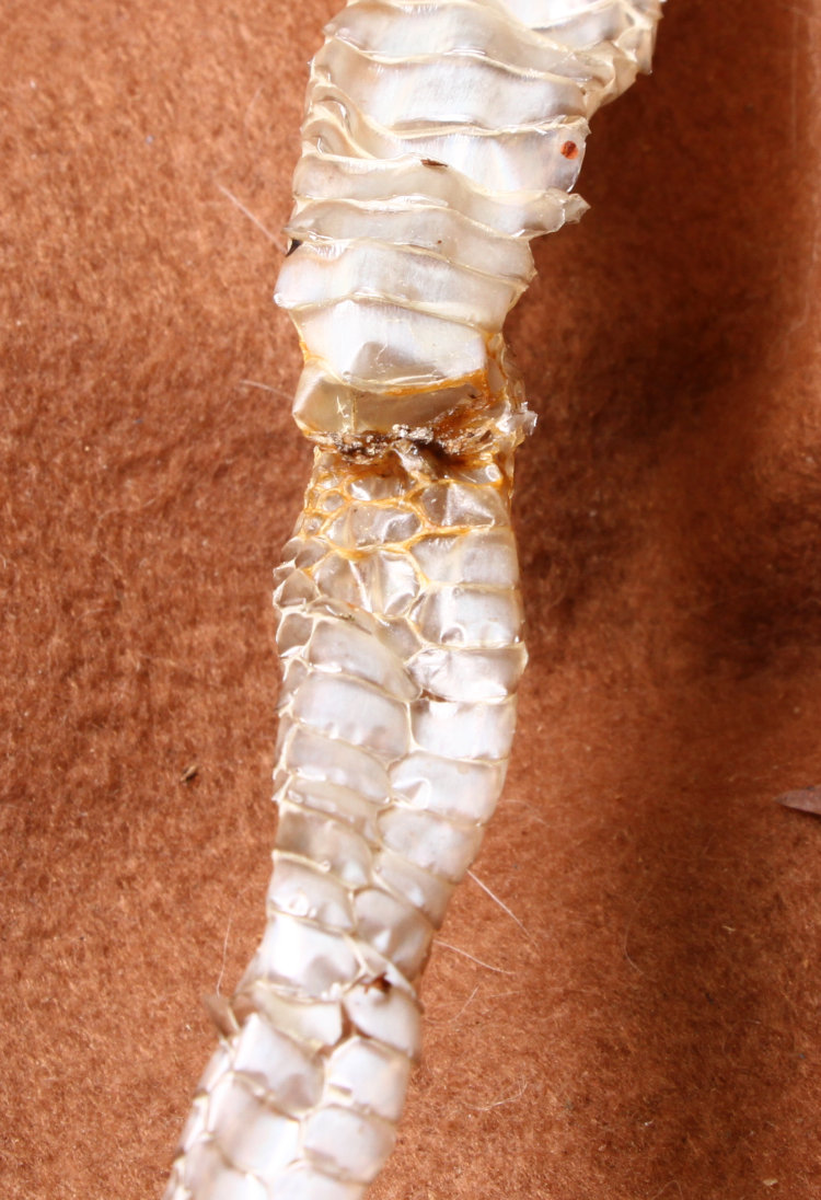 shed molted snake skin showing split belly scales aft of the cloaca, indicating a non-venomous snake