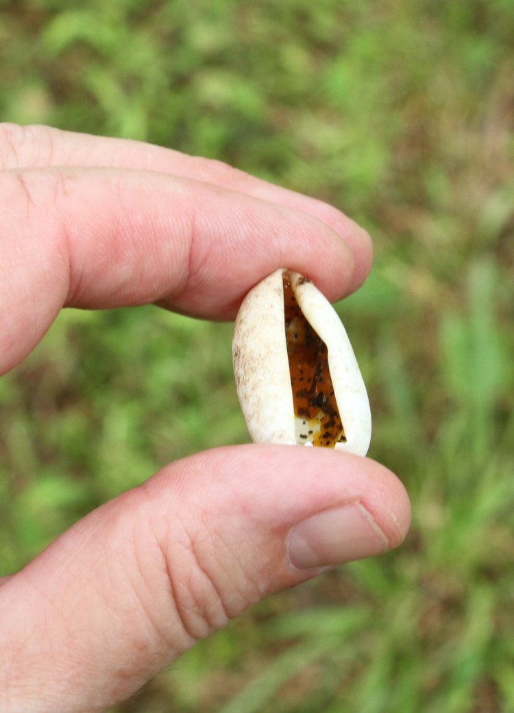 empty leathery eggshell showing still damp yolk inside