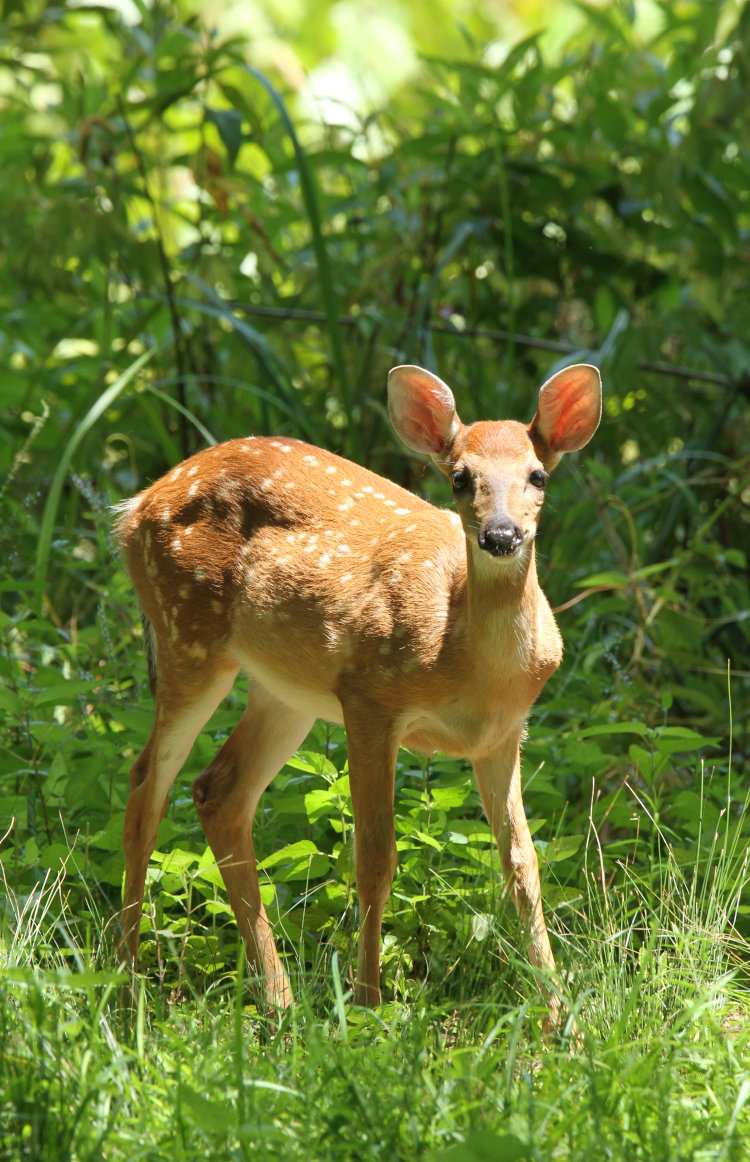 slightly older adolescent white-tailed deer Odocoileus virginianus fawn looking into camera