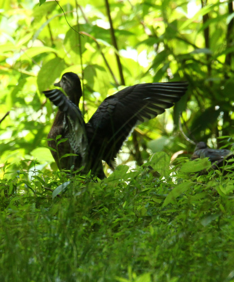 juvenile wood duck Aix sponsa flapping wings at edge of pond