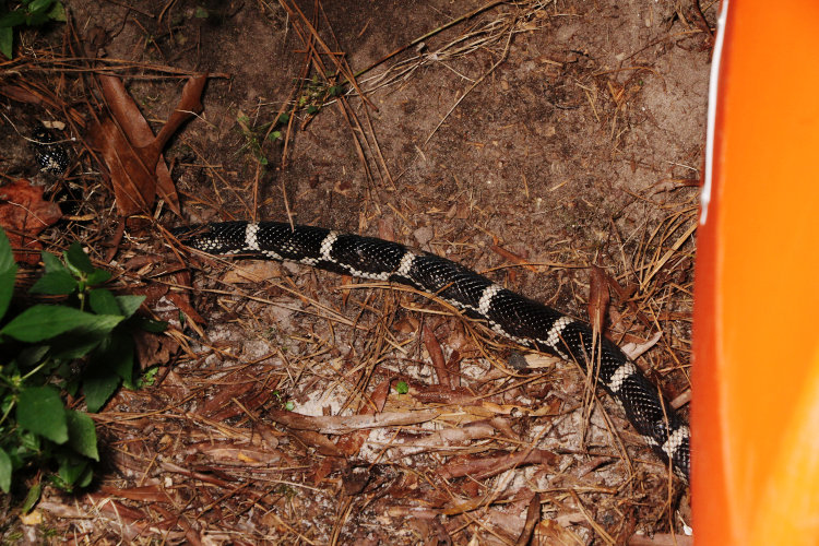 adult eastern kingsnake Lampropeltis getula emerging from burrow