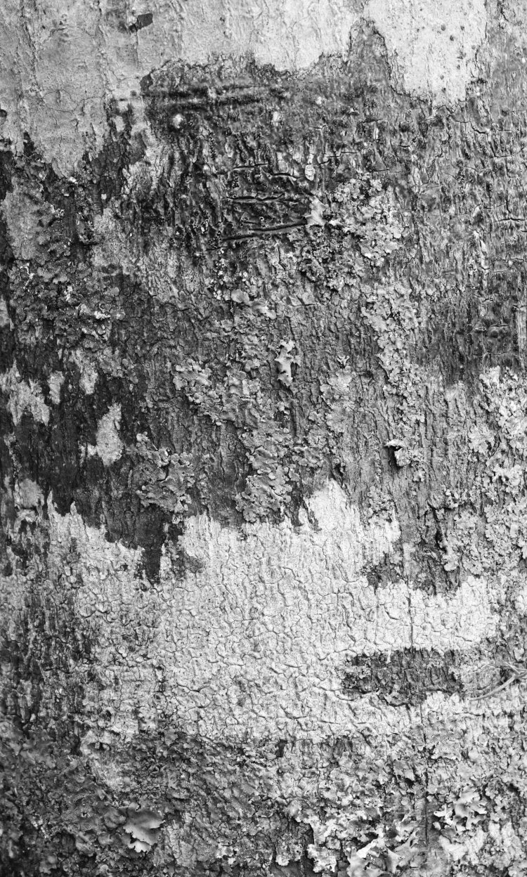 lichen and moss on tree trunk solely in Blue channel monochrome