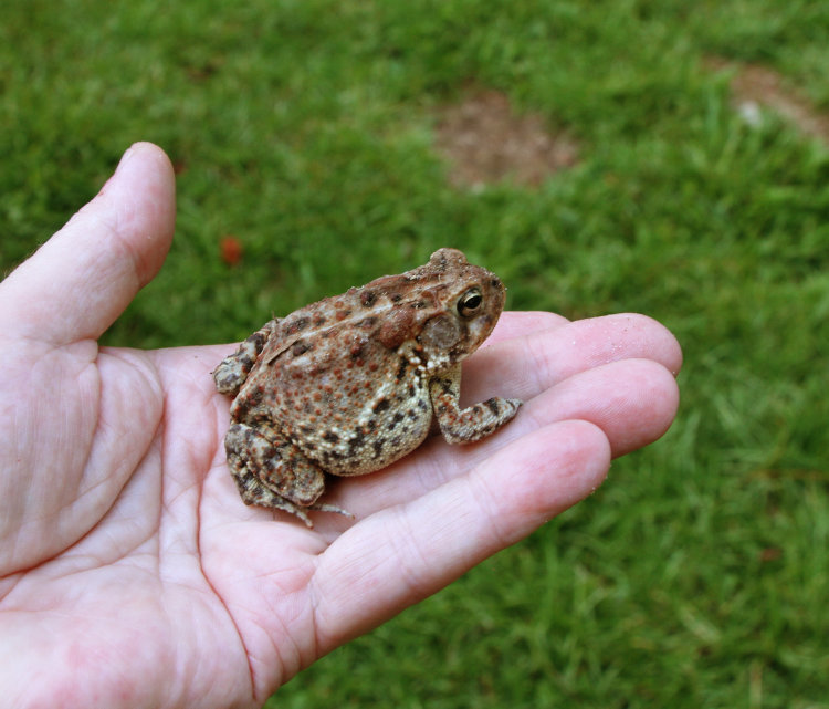formerly trapped southern toad Anaxyrus terrestris held in author's palm