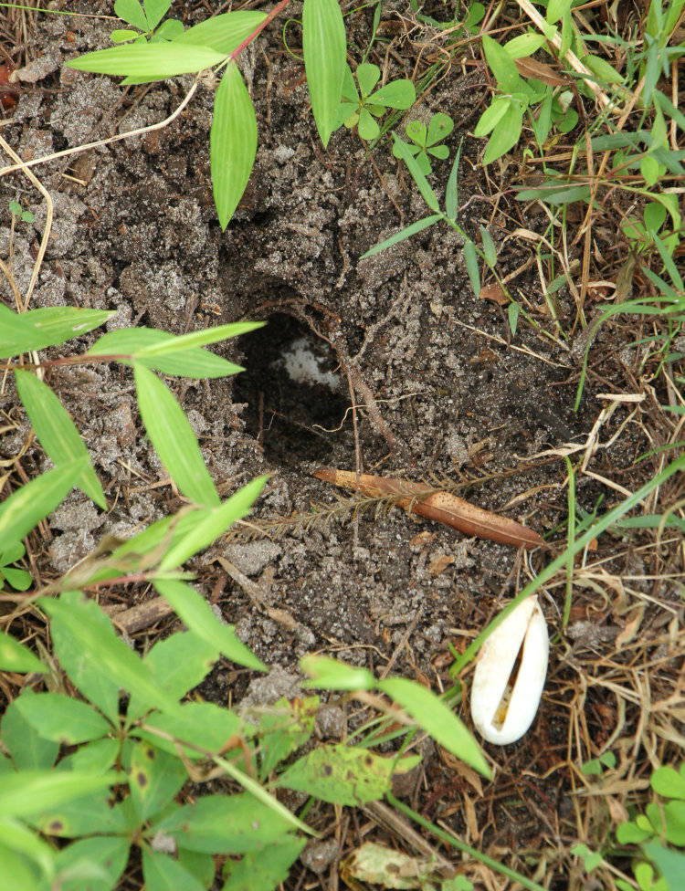 unearthed nest of leathery egg with one empty eggshell alongside