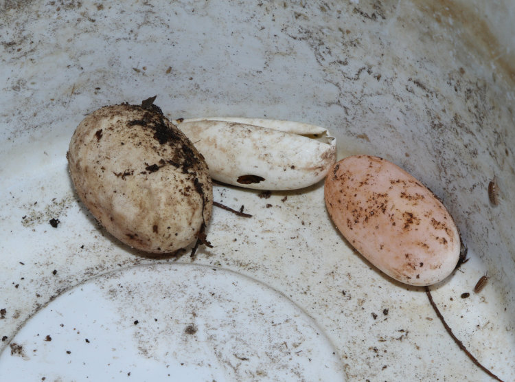 mismatched and unidentified leathery reptile eggs