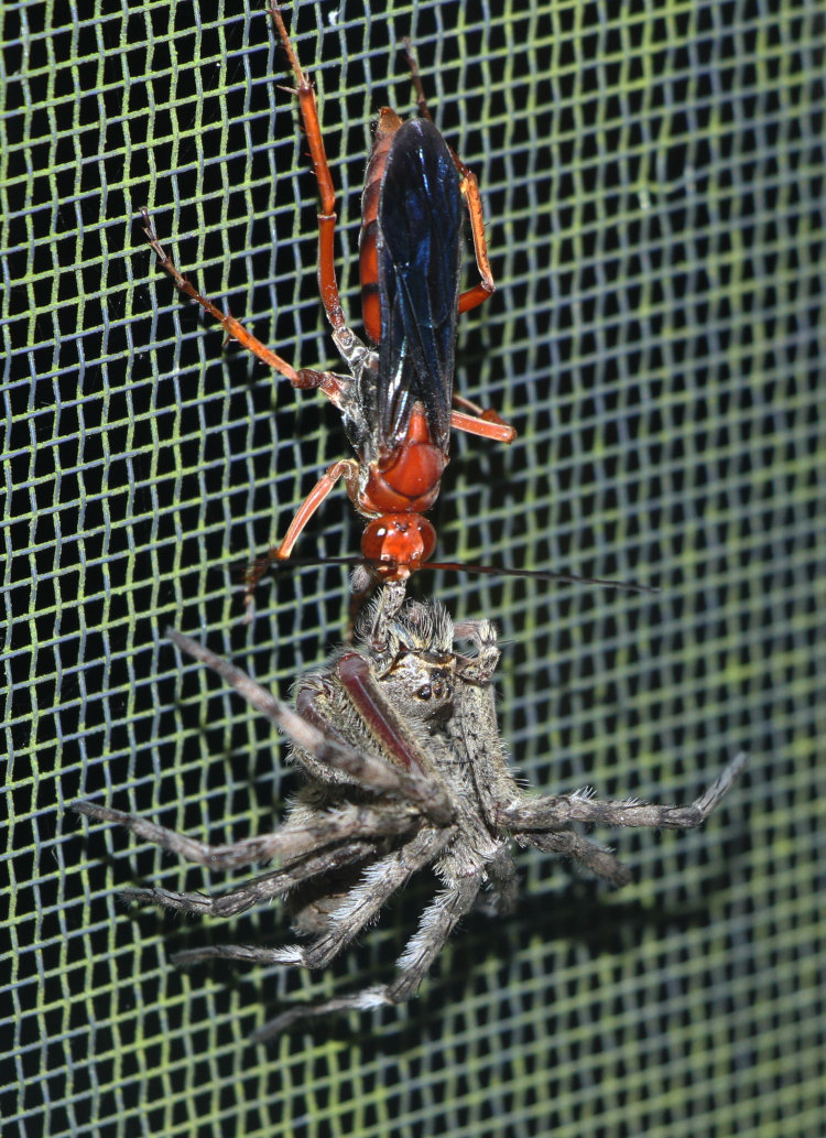 rusty spider wasp Tachypompilus ferrugineus ferrugineus dragging paralyzed dark fishing spider Dolomedes tenebrosus vertically up porch screen