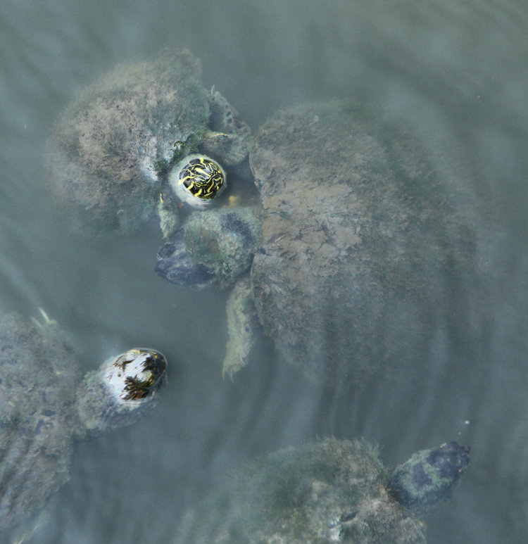 cluster of yellow-bellied sliders Trachemys scripta scripta underneath boardwalk on waterfront