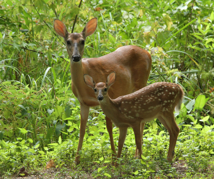 adult female white-tailed deer Odocoileus virginianus with adolescent fawn