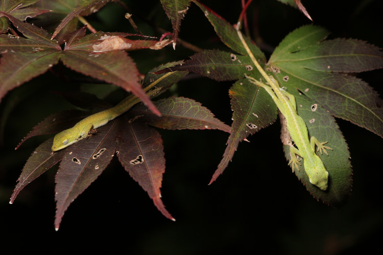 two newborn Carolina anoles Anolis carolinensis sleeping on adjacent Japanese maple leaves