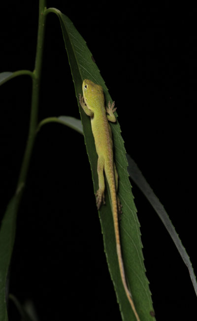 newborn carolina anole Anolis carolinensis sleeping on weeping willow Salix babylonica leaf