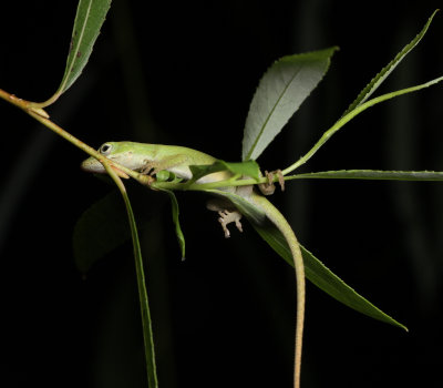 newborn Carolina anole Anolis carolinensis slwwping on leaves of weeping willow Salix babylonica