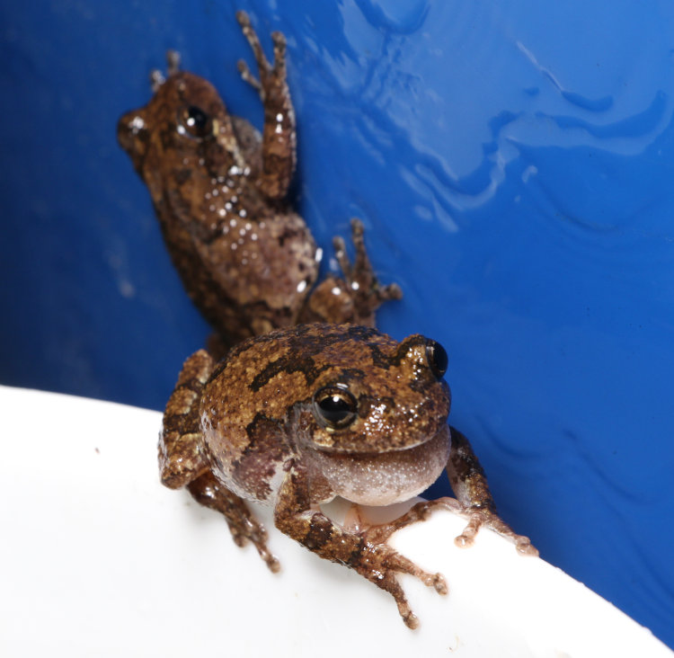 pair of noisy copes grey treefrogs Dryophytes chrysoscelis calling during rain