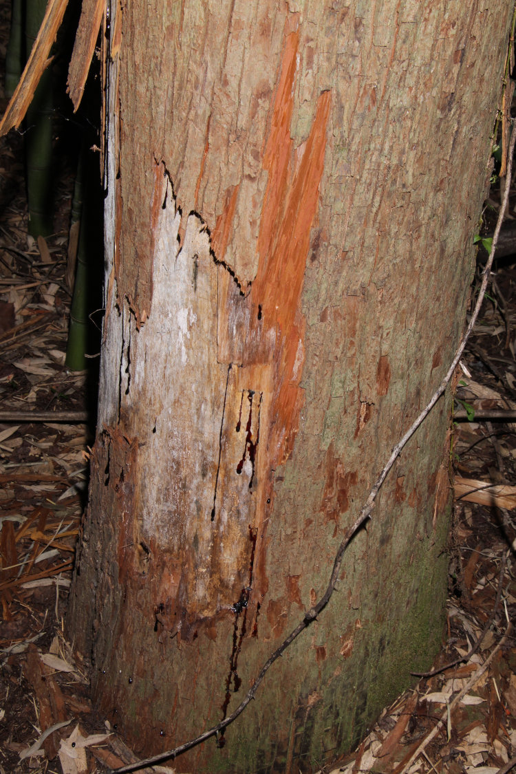 damage to bald cypress Taxodium distichum from North American beaver