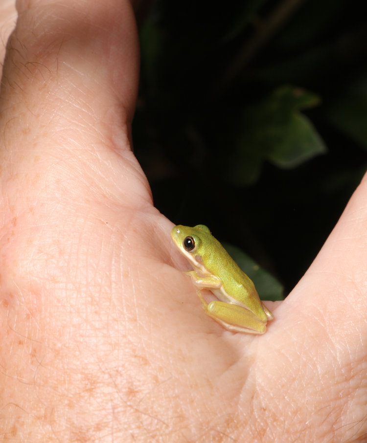 newly-emerged green treefrog Dryophytes cinereus perched on author's thenar space