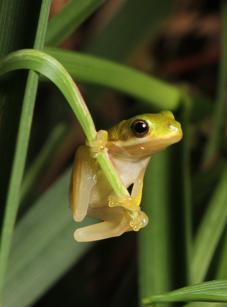 newly-emerged green treefrog Dryophytes cinereus clinging to drooping blade of grass