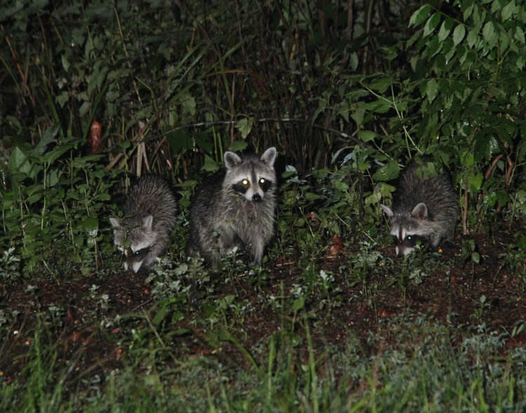 mother North American raccoon Procyon lotor with two of her progeny