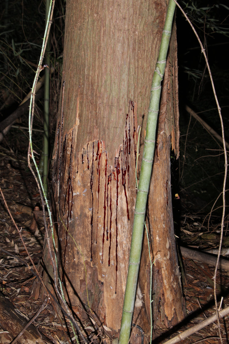 bald cypress Taxodium distichum trunk showing heavy bark stripping from North American beaver
