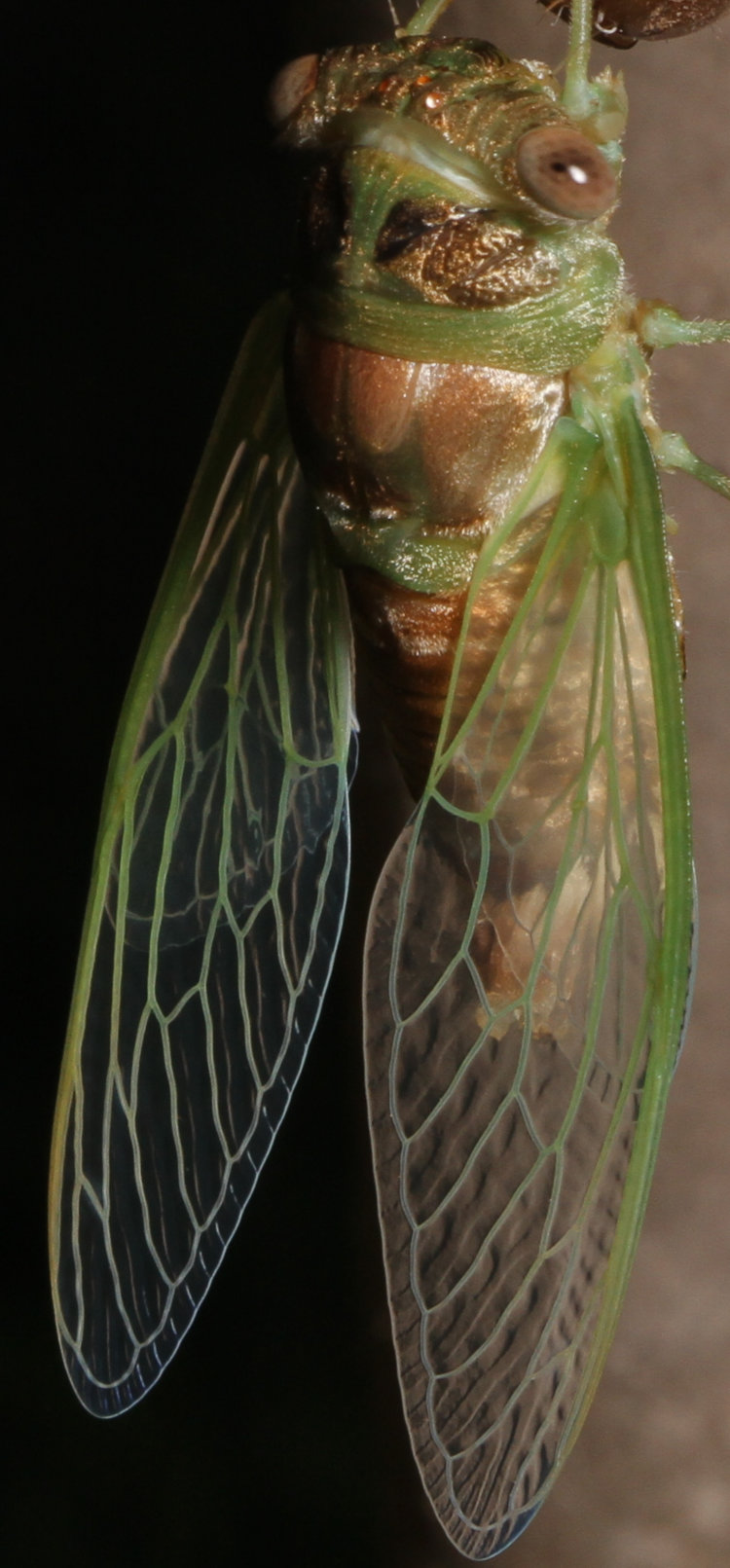 drying wing detail of likely annual cicada Cicadidae newly emerged as final instar