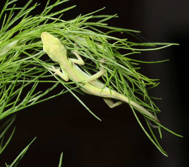 newborn Carolina anole Anolis carolinensis sleeping precariously on small dog fennel Eupatorium capillifolium plant