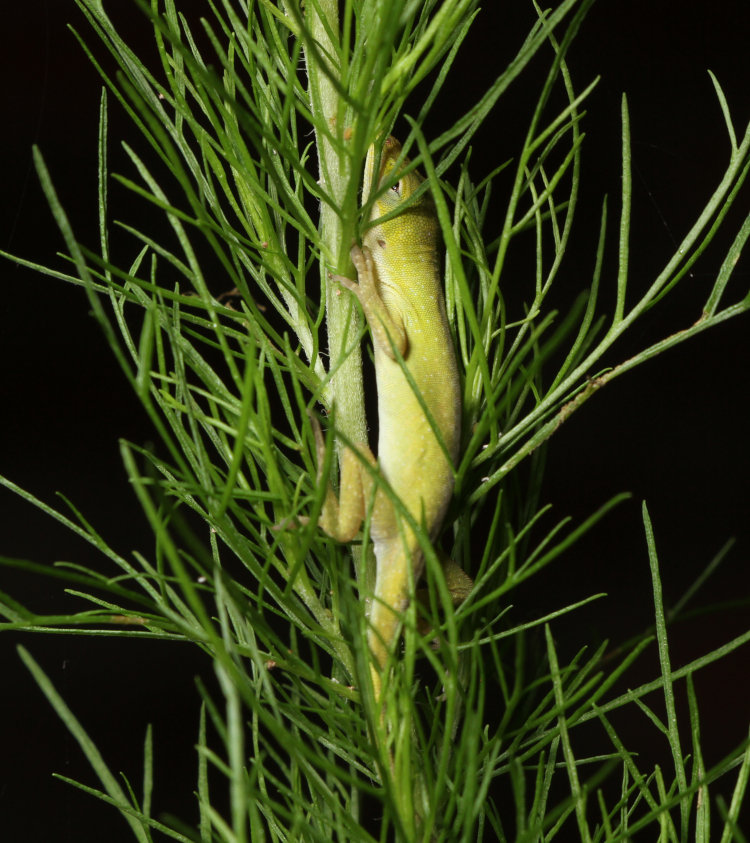newborn Carolina anole Anolis carolinensis sleeping vertically on small dog fennel Eupatorium capillifolium plant
