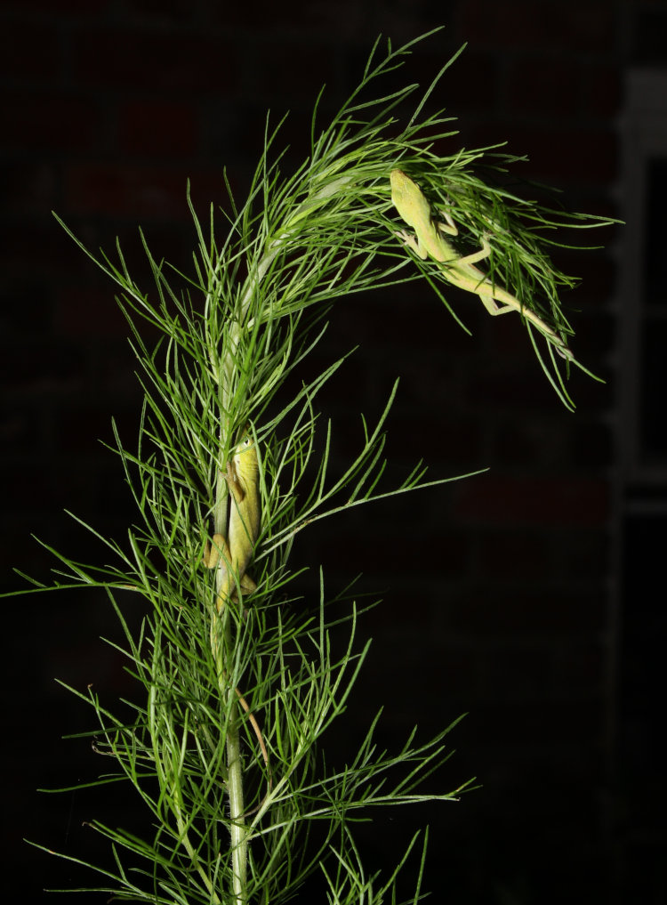 pair of newborn Carolina anoles Anolis carolinensis snoozing on small dog fennel Eupatorium capillifolium plant