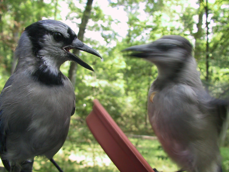 two juvenile blue jays Cyanocitta cristata, one overturning tray of mealworms