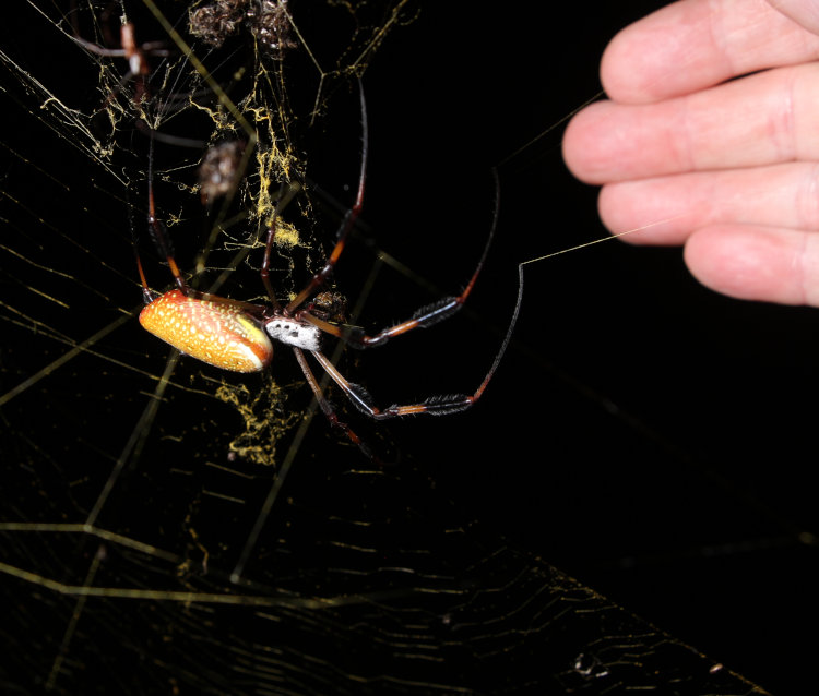 adult female golden silk orbweaver Trichonephila clavipes in web with author's hand behind for scale