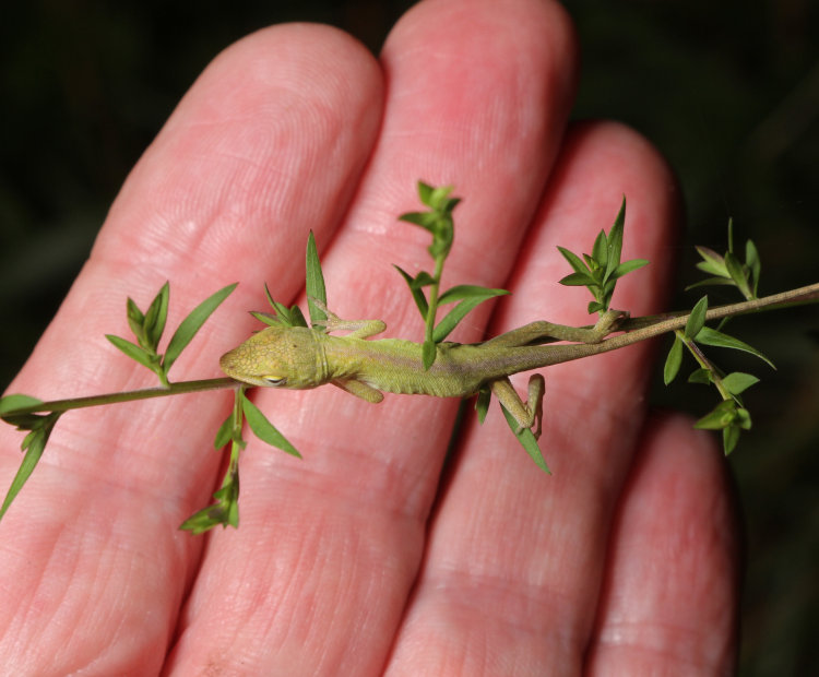 newborn Carolina anole Anolis carolinensis sleeping on weed with author's hand behind for scale