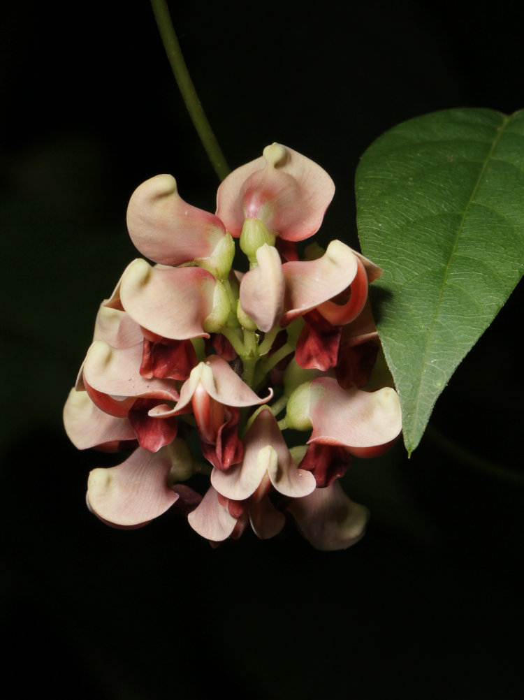 cluster of groundnut Apios americana flowers