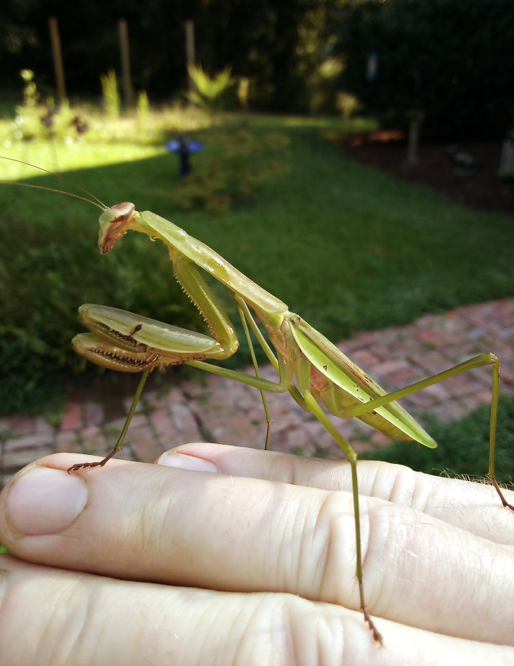 adult Chinese mantis Tenodera sinensis perched on author's hand