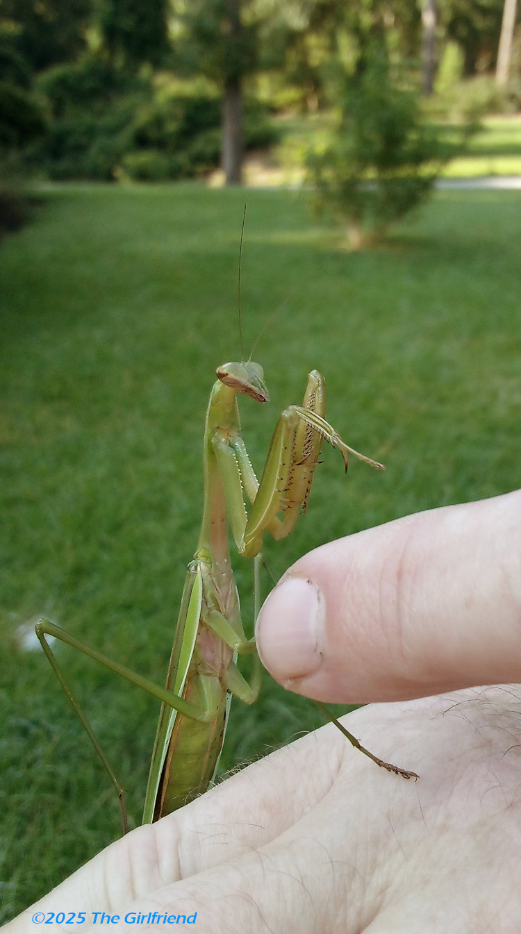 adult Chinese mantis Tenodera sinensis perched on author's hand, by the Girlfriend