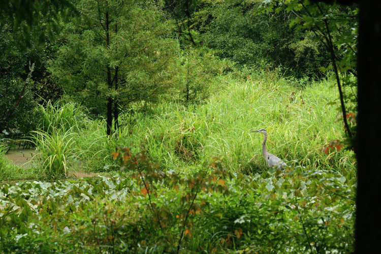 great blue heron Ardea herodias standing at mouth of channel between main pond and The Bayou