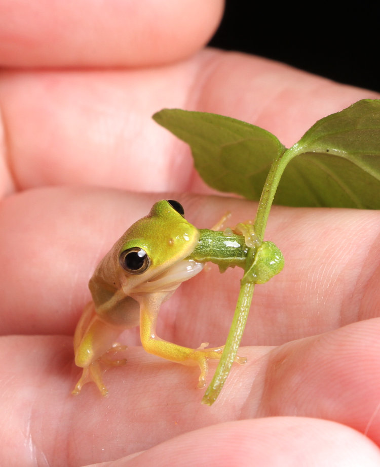 newly-emerged green treefrog Dryophytes cinereus struggling with unidentified larva that refused to let go of a leaf stem, while in author's hand