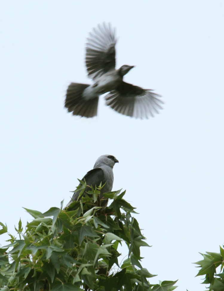 Mississippi kite Ictinia mississippiensis  perched in treetop being harassed by blue jay Cyanocitta cristata overhead