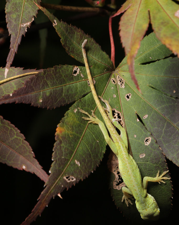 newborn Carolina anole Anolis carolinensis showing regrowth on damaged tail
