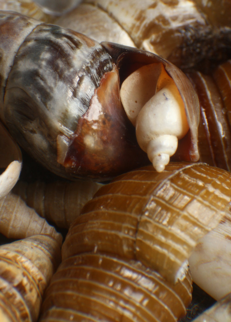 collection of small freshwater snail shells