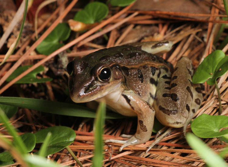 green frog Lithobates clamitans out foraging away from pond