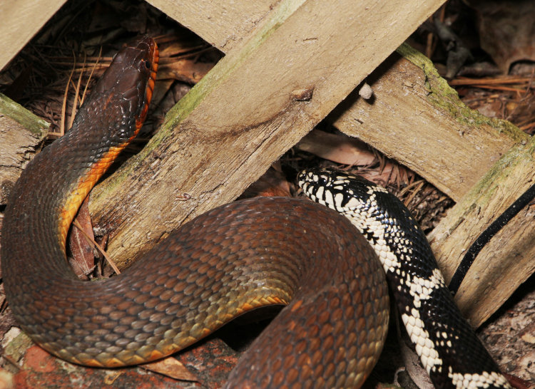 red-bellied water snake Nerodia erythrogaster and eastern kingsnake Lampropeltis getula a lot closer than they should be
