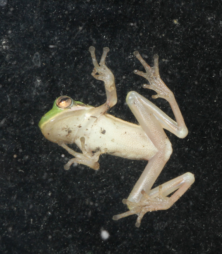 tiny juvenile green treefrog Dryophytes cinereus perched on window pane