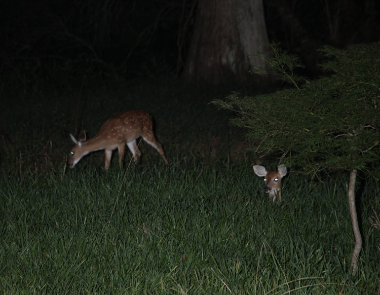 pair of orphaned white-tailed deer Odocoileus virginianus fawns overnighting on property