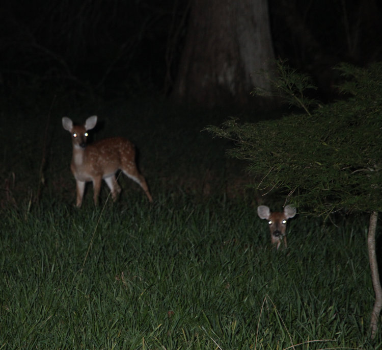 pair of orphaned white-tailed deer Odocoileus virginianus fawns overnighting on property