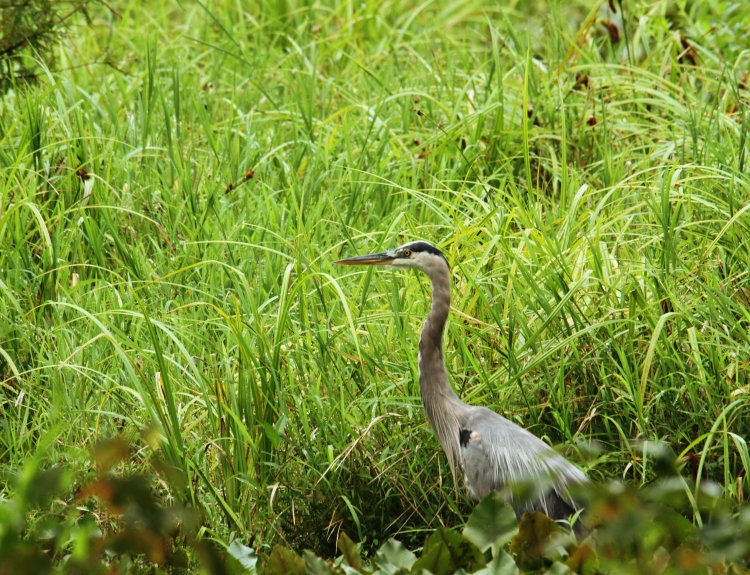 great blue heron Ardea herodias returning to main pond after having been absent for weeks