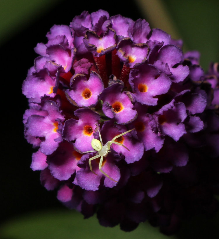 unidentified crab spider Thomisidae hunting on blooms of black knight butterfly bush Buddleja davidii