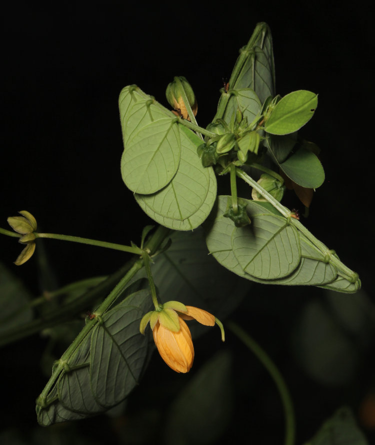sicklepod Senna obtusifolia blossom and leaves seen at night