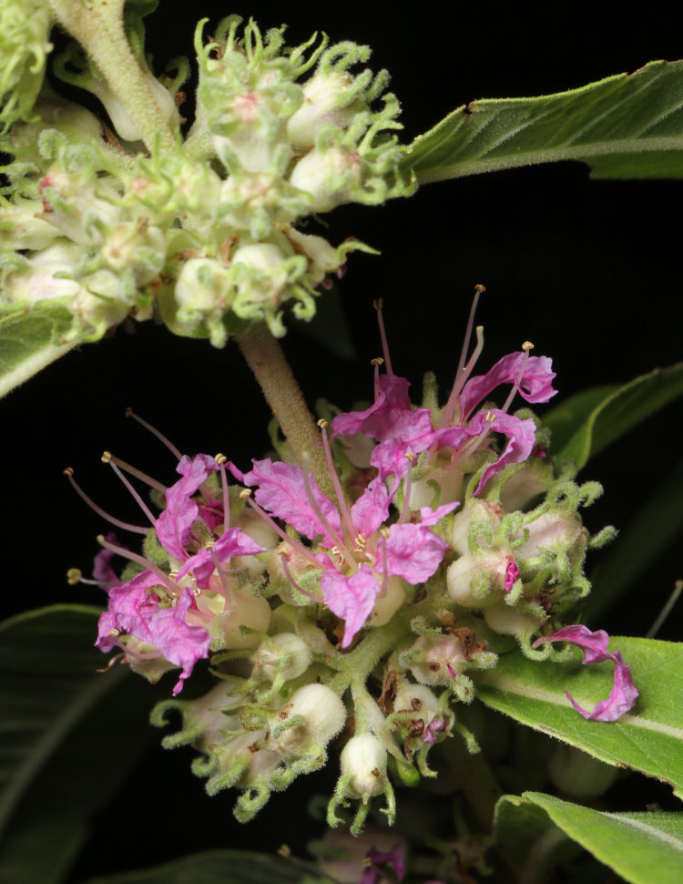 swamp loosestrife Decodon verticillatus in mid-bloom
