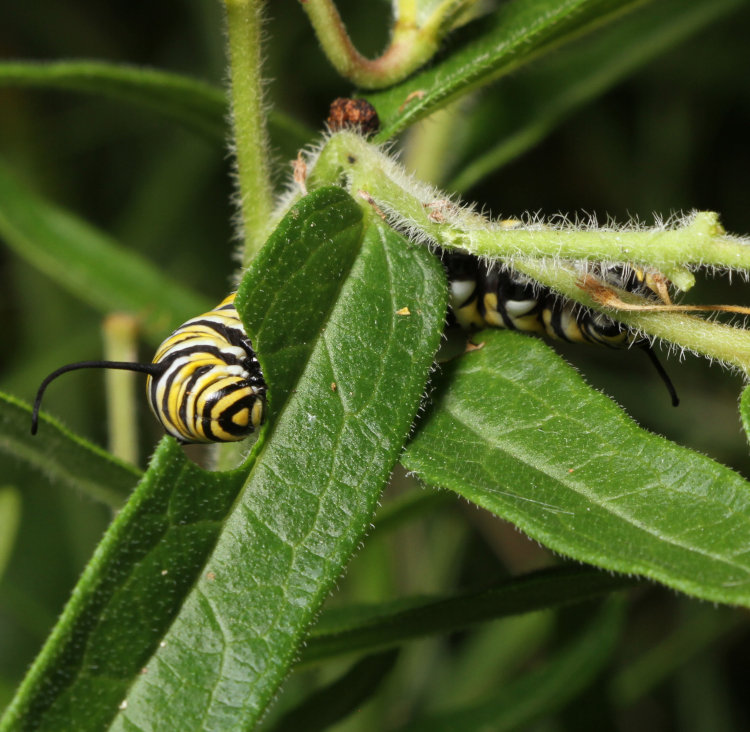 monarch Danaus plexippus larva feeding on orange milkweed Asclepias tuberosa