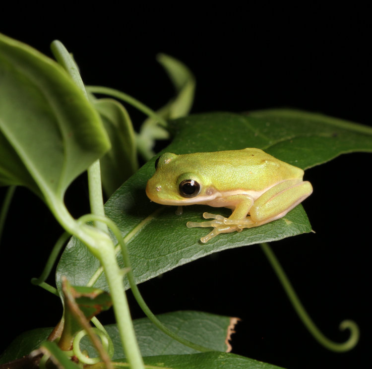 newly-emerged green treefrog Dryophytes cinereus chilling on leaf